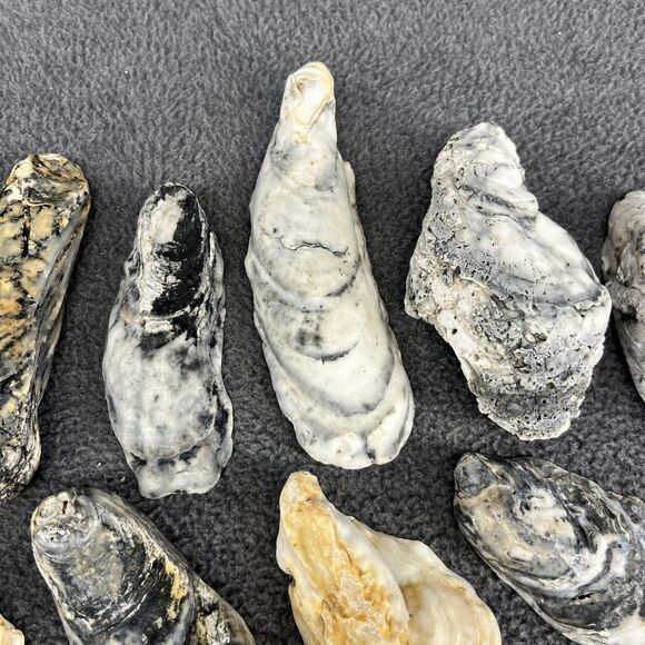 Vintage Oyster Shells Lot 20 Natural Bulk Decor Craft 1-5 Inches Assorted Sizes - Picture 4 of 16